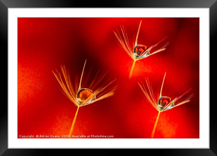 Dandelion Seed with Water Droplets Framed Mounted Print by Adrian Evans
