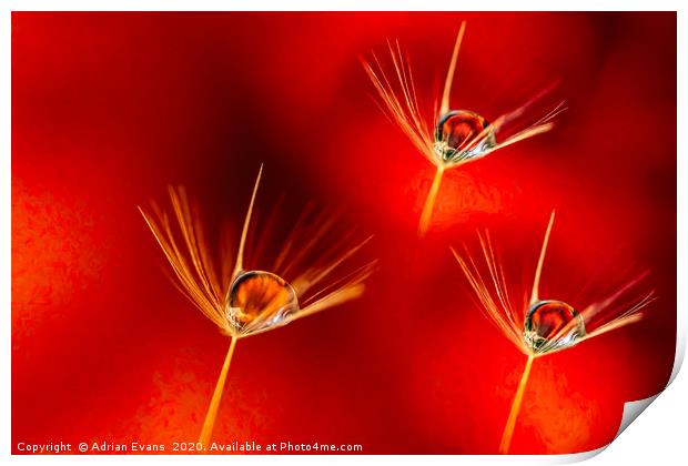 Dandelion Seed with Water Droplets Print by Adrian Evans
