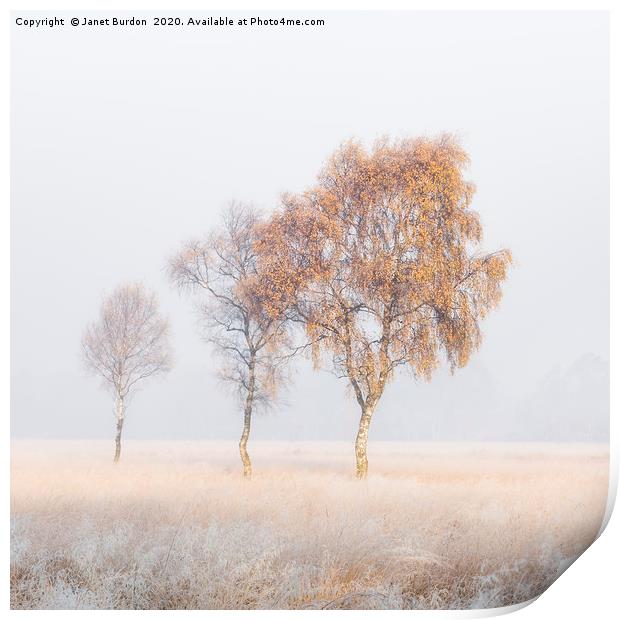 Frosted Birches Print by Janet Burdon