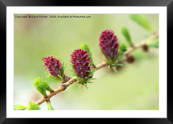 The Female Flowers of the European Larch Tree Lari Framed Mounted Print by David Forster