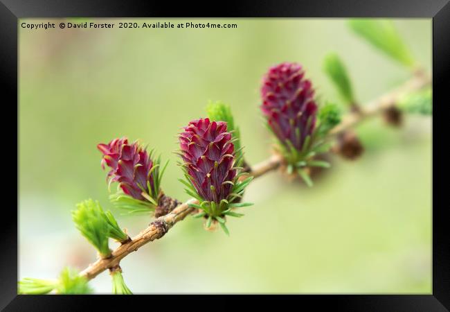 The Female Flowers of the European Larch Tree Lari Framed Print by David Forster