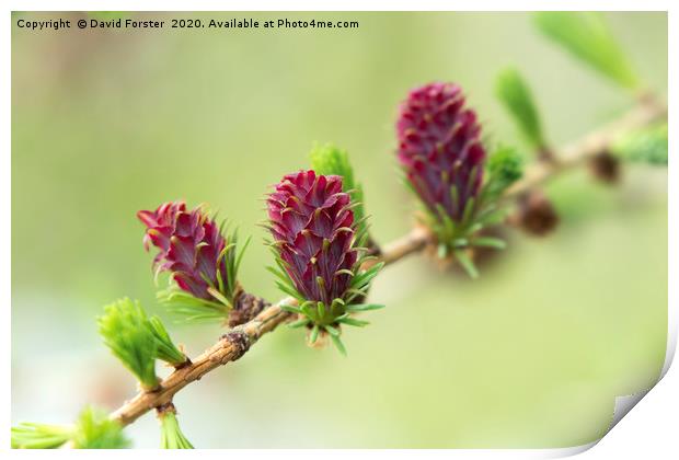 The Female Flowers of the European Larch Tree Lari Print by David Forster