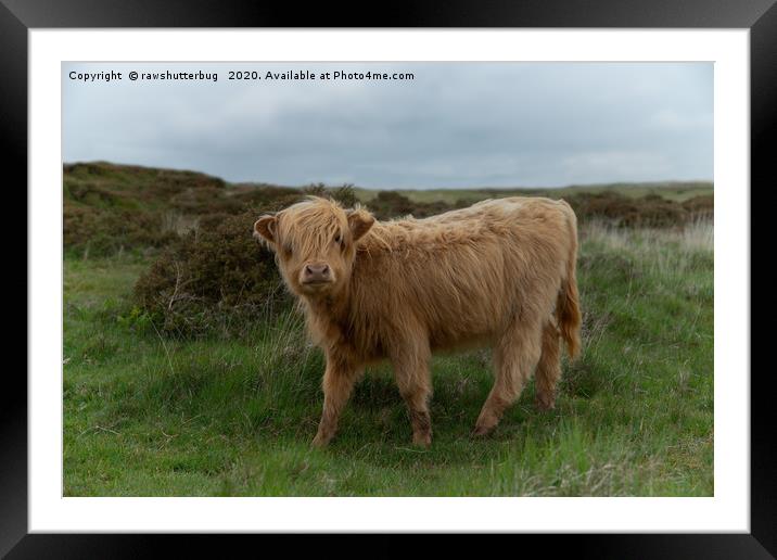 Baby Highland Cow Framed Mounted Print by rawshutterbug 