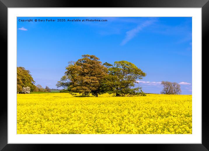 A large tree in a field of yellow rapeseed Framed Mounted Print by Gary Parker