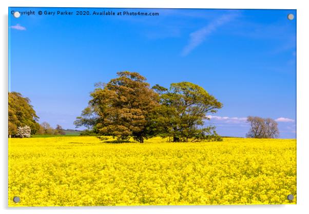 A large tree in a field of yellow rapeseed Acrylic by Gary Parker
