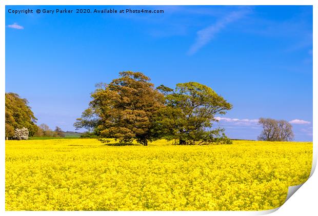 A large tree in a field of yellow rapeseed Print by Gary Parker