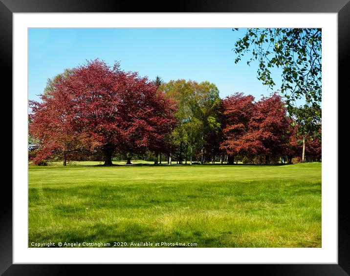 Copper Beech and Silver Birch Framed Mounted Print by Angela Cottingham