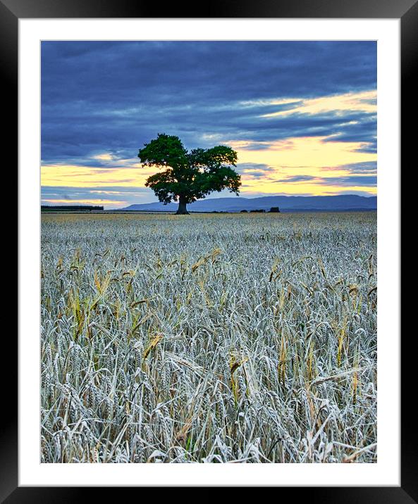 Radiance amidst Barley Fields Framed Mounted Print by Stuart Jack