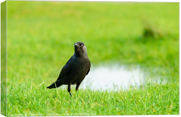 Jackdaw standing in grass Canvas Print by Chris Rabe