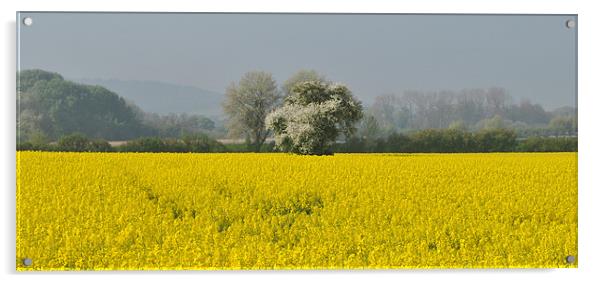 Field of Rape, panoramic Acrylic by graham young