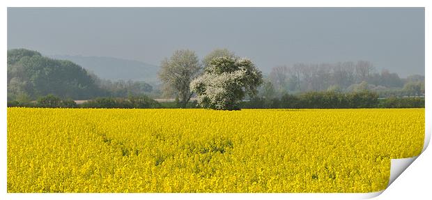 Field of Rape, panoramic Print by graham young