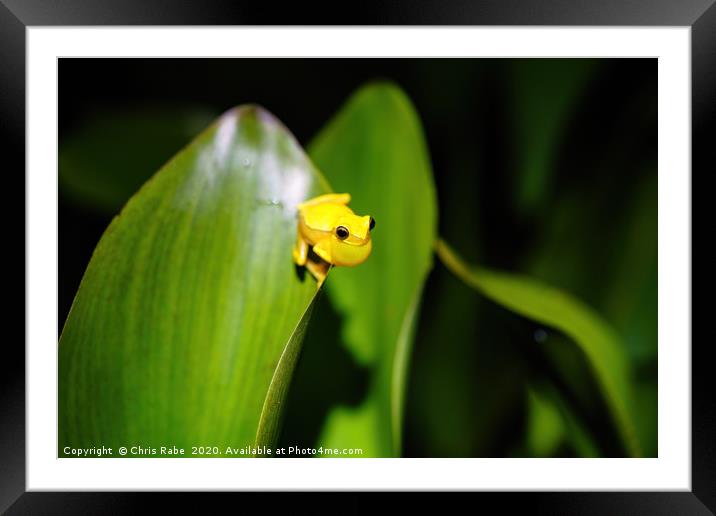 Small-headed tree frog  Framed Mounted Print by Chris Rabe