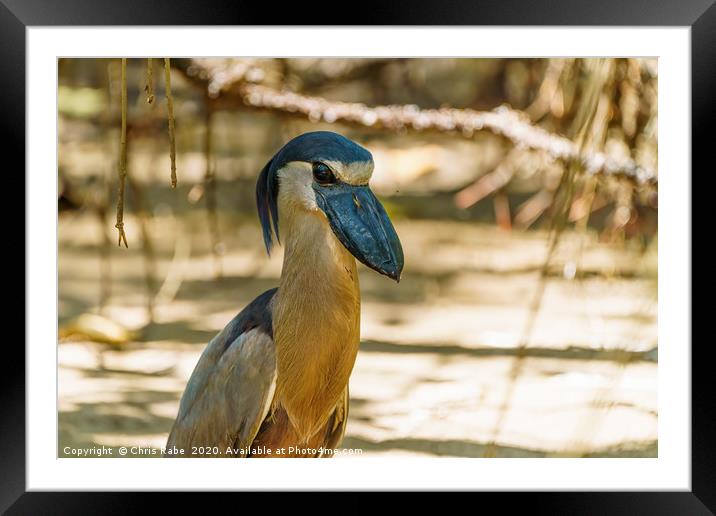 Portrait of a Boat-billed Heron Framed Mounted Print by Chris Rabe