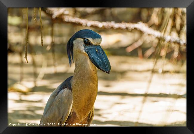 Portrait of a Boat-billed Heron Framed Print by Chris Rabe