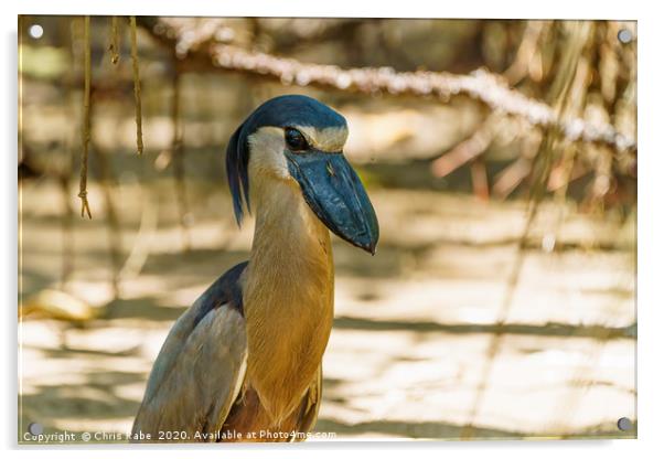 Portrait of a Boat-billed Heron Acrylic by Chris Rabe