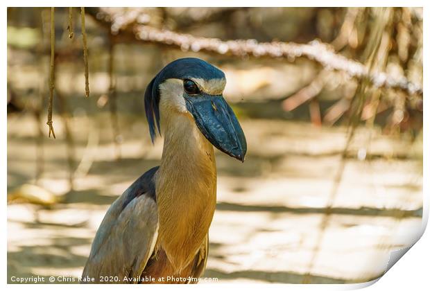 Portrait of a Boat-billed Heron Print by Chris Rabe