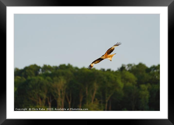 Red Kite in the chilterns Framed Mounted Print by Chris Rabe