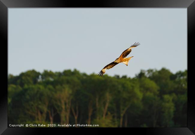 Red Kite in the chilterns Framed Print by Chris Rabe