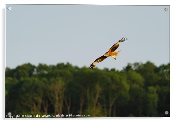Red Kite in the chilterns Acrylic by Chris Rabe