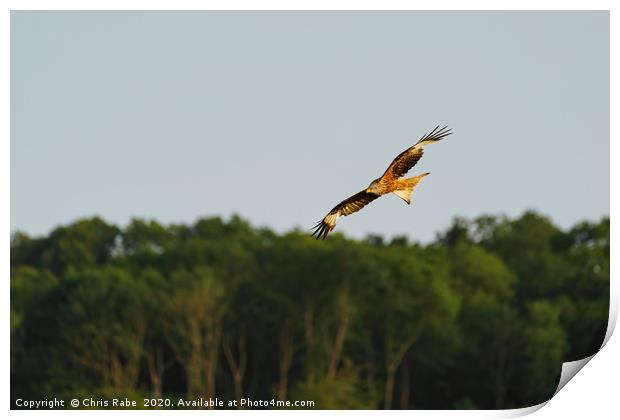 Red Kite in the chilterns Print by Chris Rabe