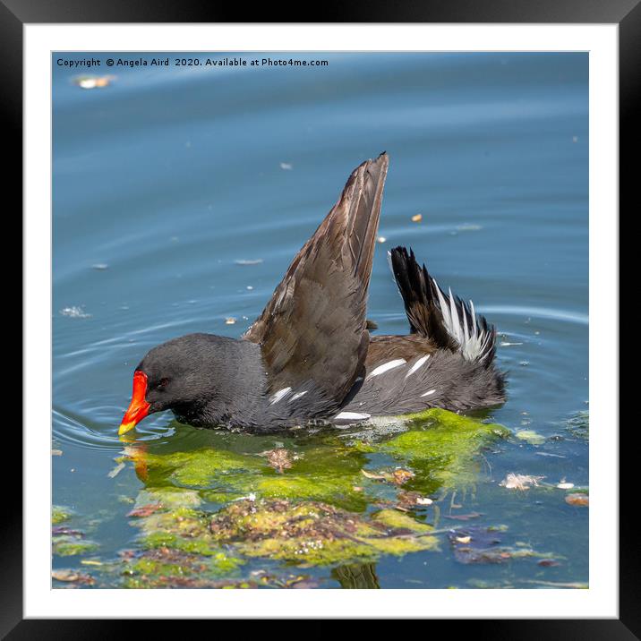 Moorhen. Framed Mounted Print by Angela Aird