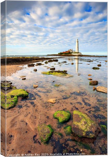 St Mary's Lighthouse Canvas Print by Andrew Ray