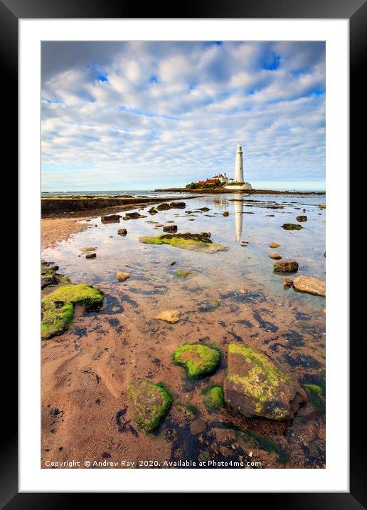 St Mary's Lighthouse Framed Mounted Print by Andrew Ray