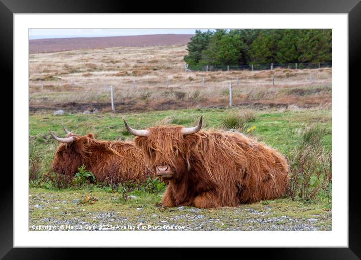 Highland Cattle in Scotland Framed Mounted Print by Marcia Reay