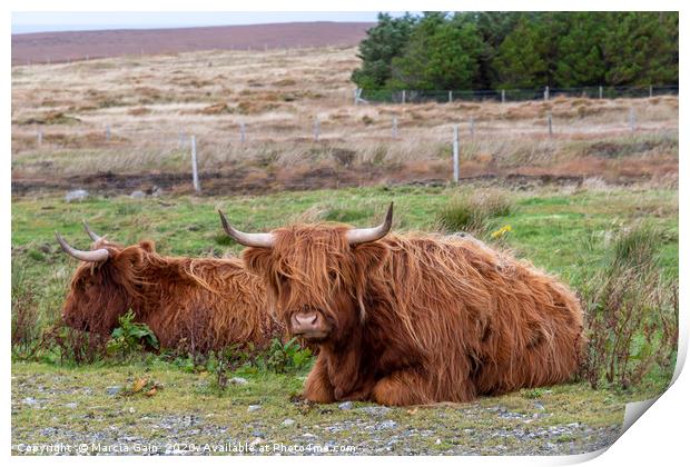 Highland Cattle in Scotland Print by Marcia Reay