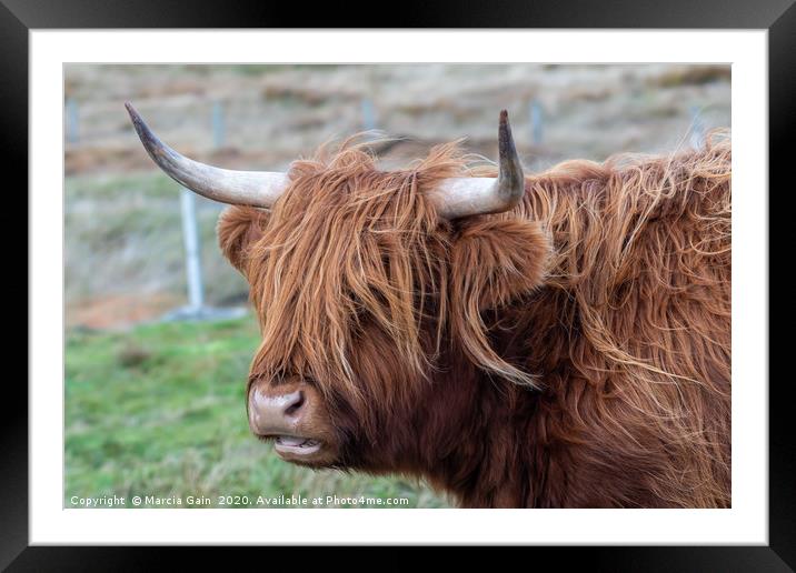 Highland Cattle Framed Mounted Print by Marcia Reay