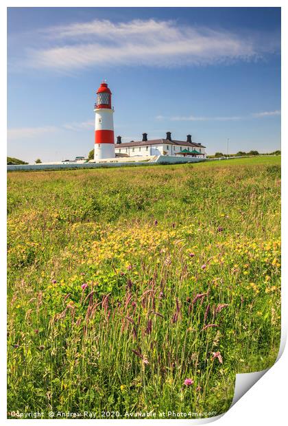 Souter Lighthouse Print by Andrew Ray