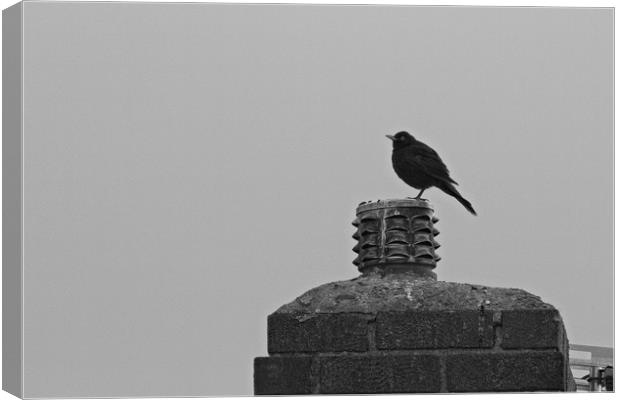 Solitary Sentinel A Lone Blackbird on a Chimney Canvas Print by Rob Cole