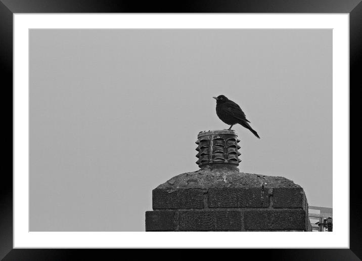 Solitary Sentinel A Lone Blackbird on a Chimney Framed Mounted Print by Rob Cole