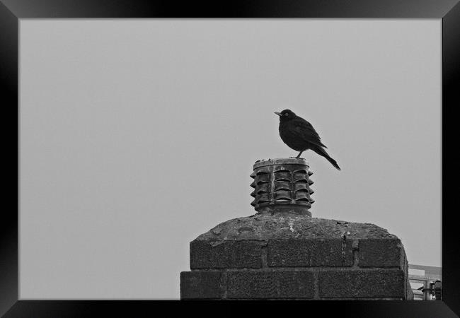 Solitary Sentinel A Lone Blackbird on a Chimney Framed Print by Rob Cole
