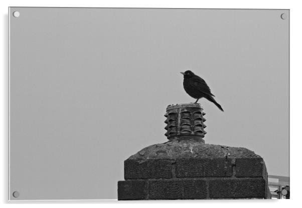 Solitary Sentinel A Lone Blackbird on a Chimney Acrylic by Rob Cole