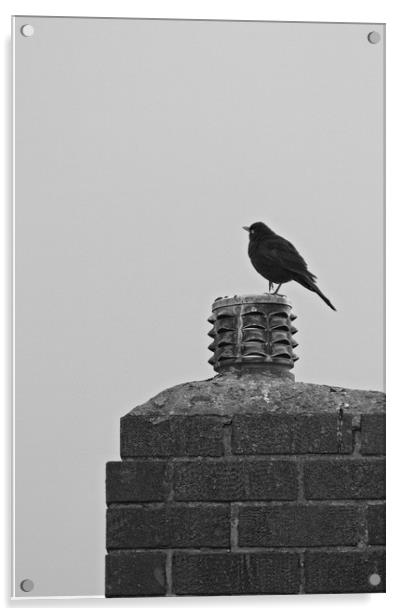 Blackbird, Terdus merula, on a Chimney Top Acrylic by Rob Cole