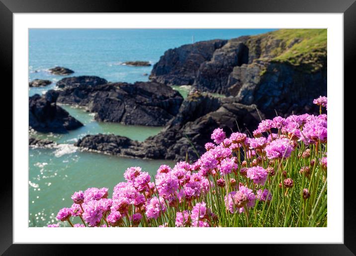 Sea Pinks, Ceredigion, Wales, UK Framed Mounted Print by Mark Llewellyn