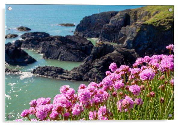 Sea Pinks, Ceredigion, Wales, UK Acrylic by Mark Llewellyn