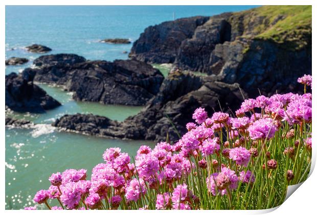 Sea Pinks, Ceredigion, Wales, UK Print by Mark Llewellyn