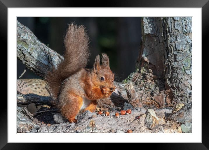 Little red squirrel Framed Mounted Print by Marcia Reay