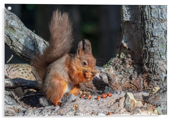 Little red squirrel Acrylic by Marcia Reay