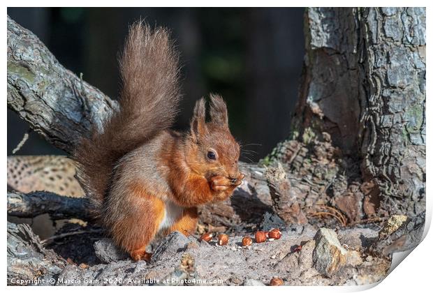 Little red squirrel Print by Marcia Reay