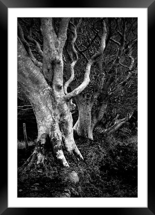 An Exmoor Hedgerow Framed Mounted Print by graham young