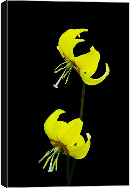 Tuolumne Fawnlily Canvas Print by Jacqi Elmslie
