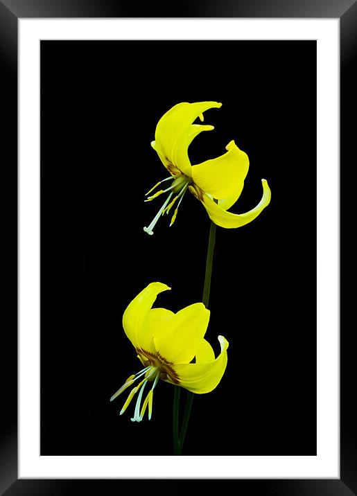 Tuolumne Fawnlily Framed Mounted Print by Jacqi Elmslie