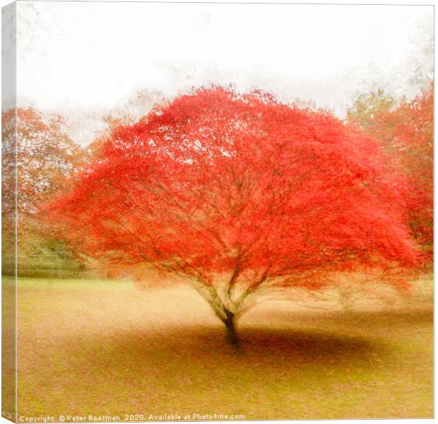 Flaming Acer Canvas Print by Peter Boazman