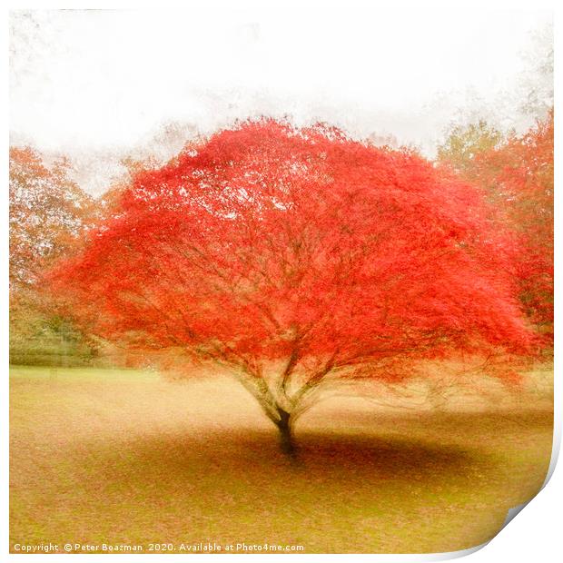 Flaming Acer Print by Peter Boazman