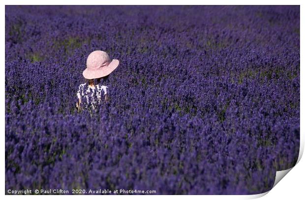 Loving lavender. Print by Paul Clifton