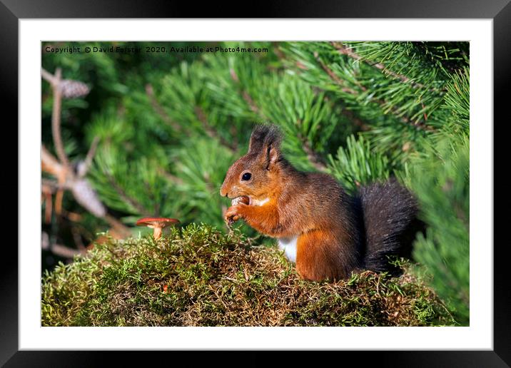 Red Squirrel Sciurus vulgaris North Pennines Engla Framed Mounted Print by David Forster
