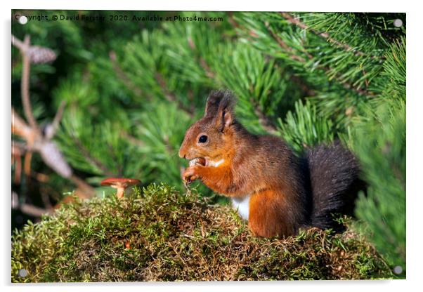 Red Squirrel Sciurus vulgaris North Pennines Engla Acrylic by David Forster